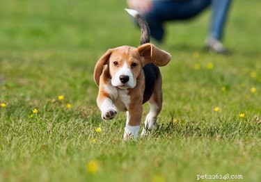 How to Safely Introduce Your Dog to a New Baby: Expert Training Tips