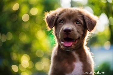 Master Puppy Potty Training: Step‑by‑Step for New Dog Owners