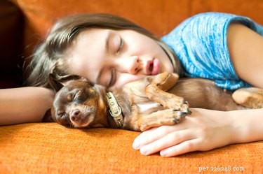 Master Puppy Potty Training: Step‑by‑Step for New Dog Owners