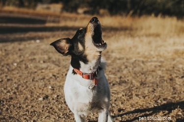 Campus Pup Dudley Trains Silently, Impressing Students and Staff