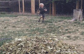 Should Families Bring Children to Dog Parks? A Safety Guide