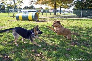 Should Families Bring Children to Dog Parks? A Safety Guide