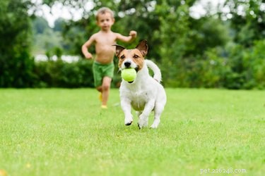 Should Families Bring Children to Dog Parks? A Safety Guide