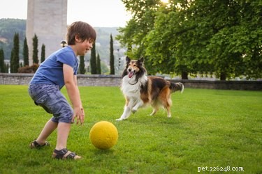 Should Families Bring Children to Dog Parks? A Safety Guide