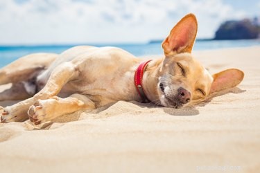 14 Essential Water Safety Tips for Protecting Your Dog This Summer