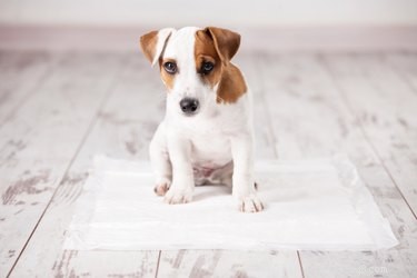 Housebreaking Your Puppy Without a Crate: Tips & Alternatives
