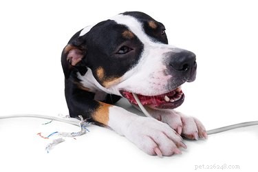 Prevent Dog Chewing Without Bitter Spray: Effective, Humane Solutions