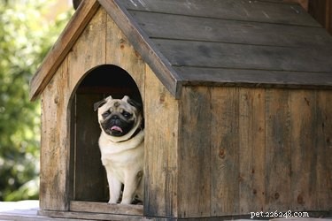 How to Prevent Your Dog from Peeing in Their Doghouse