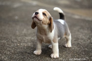 Prevent Your Puppy From Destroying Pee Pads: Simple, Proven Tips