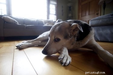 Train Your Dog to Overcome Timidity: A Positive, Proven Guide