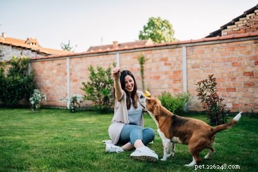 Build a Durable Backyard Potty Zone: Expert Steps for a Dog-Friendly Lawn