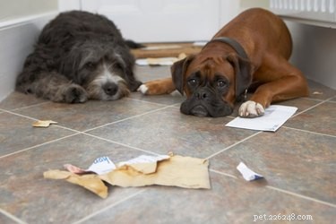 Effective Strategies to Train a Disobedient Dog