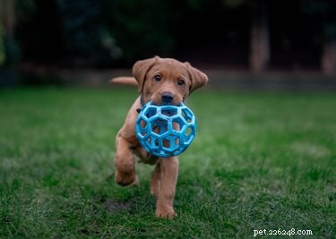 How to Stop Your Puppy From Playing in Their Water Bowl – Simple Training Tips
