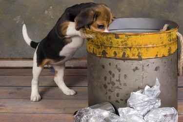 Prevent Your Dog From Trash Raiding: Proven Tips & Solutions