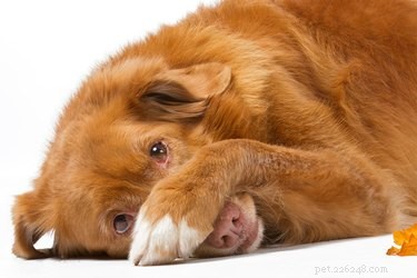 Teach Your Dog the Peek‑A‑Boo Trick: A Simple Step‑by‑Step Guide