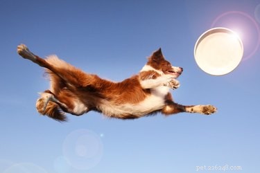 Proven Tricks to Keep Your Herding Dog Engaged & Productive