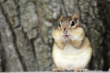 Effective Ways to Stop Your Dog from Chasing Chipmunks