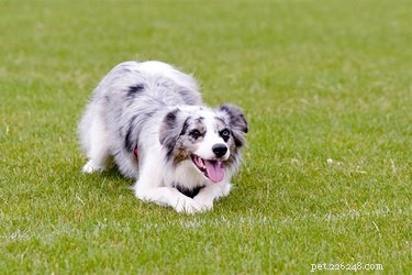 Train Your Dog to Army Crawl: A Simple, Effective Trick