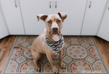 Secure Your Home: Simple Steps to Keep Dogs Out of Cabinets