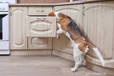 Secure Your Home: Simple Steps to Keep Dogs Out of Cabinets