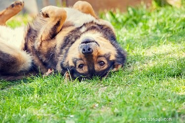 Prevent Your Dog from Rolling in Grass: Proven Strategies