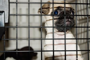 Calming a Nervous Dog Before Kennel Boarding: A Step‑by‑Step Guide