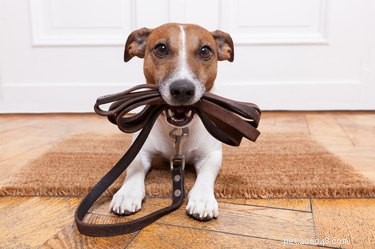 Why Dogs React So Strongly When Their Collar is Removed: Insights & Solutions