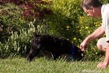 Protect Your Garden: Proven Ways to Stop Dogs from Destroying Trees & Bushes