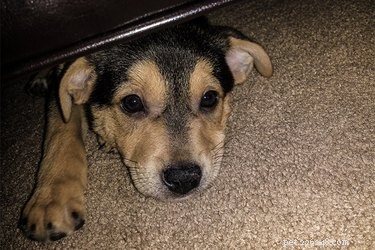 Prevent Your Dog from Nesting Under the Recliner: Simple, Safe Solutions