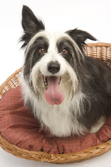 Should Your Dog Sleep in Your Bed? Pros, Cons, and Health Tips