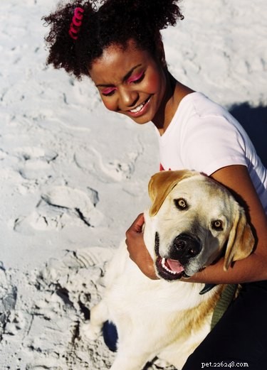 Effective Training Strategies for Labrador‑Heeler Mixes