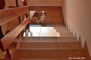 Keep Your Dog Grounded: Simple, Safe Ways to Stop Them From Going Upstairs