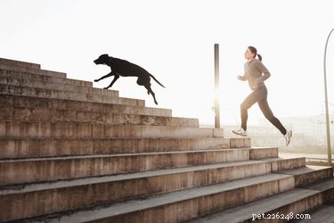 Keep Your Dog Grounded: Simple, Safe Ways to Stop Them From Going Upstairs
