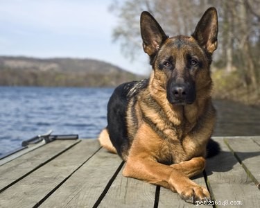 Can German Shepherds Turn Against Their Owners? Understanding Loyalty and Behavior