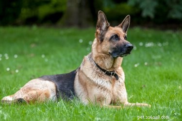Can German Shepherds Turn Against Their Owners? Understanding Loyalty and Behavior