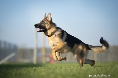 Can German Shepherds Turn Against Their Owners? Understanding Loyalty and Behavior