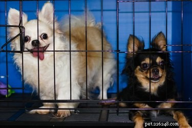 DIY Crate Divider: Create a Perfect Size Space for Your Puppy