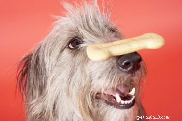 Teach Your Dog to Smile: Proven Steps for a Happy Pup