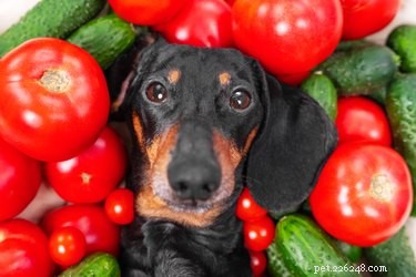 Tomato Sauce and Dogs: Safe Consumption and What to Avoid