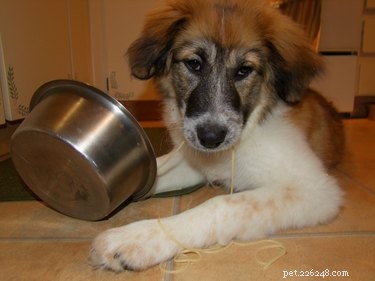 Tomato Sauce and Dogs: Safe Consumption and What to Avoid