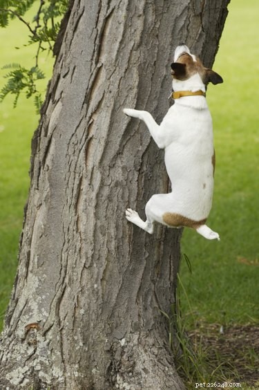 How to Construct a Training Tube for Your Squirrel-Hunting Dog