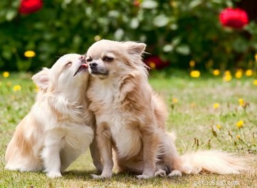 Optimal Feeding Schedule for Chihuahuas: How Often and What to Feed