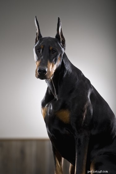 Coexisting with Your Doberman Pinscher: A Comprehensive Care Guide