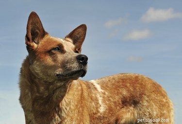 Master Training a Red Heeler: Proven Techniques for Australian Cattle Dogs