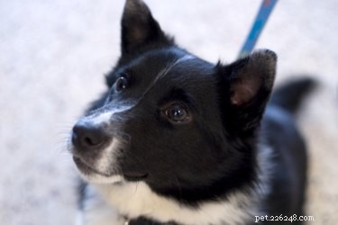 Effective Techniques for Teaching Puppies Proper Bathroom Habits