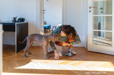 Why Mixing Dog Urine and Bleach Releases Toxic Gas (And How to Avoid It)