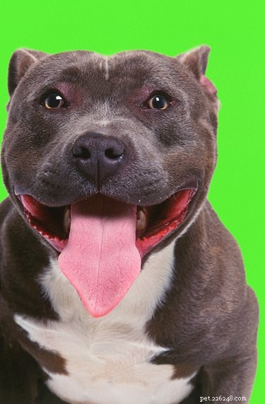 Raising a Blue-Nose Pit Bull: Proven Training & Care Tips