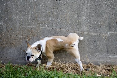 How to Prevent Your Dog from Urinating on Concrete Surfaces