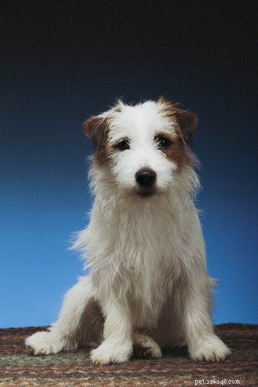 Train Your Jack Russell Mix: Proven Techniques & Tips