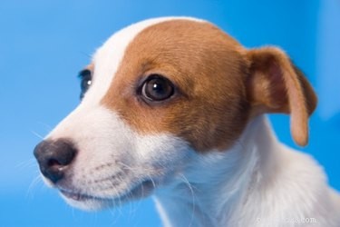 Train Your Jack Russell Mix: Proven Techniques & Tips